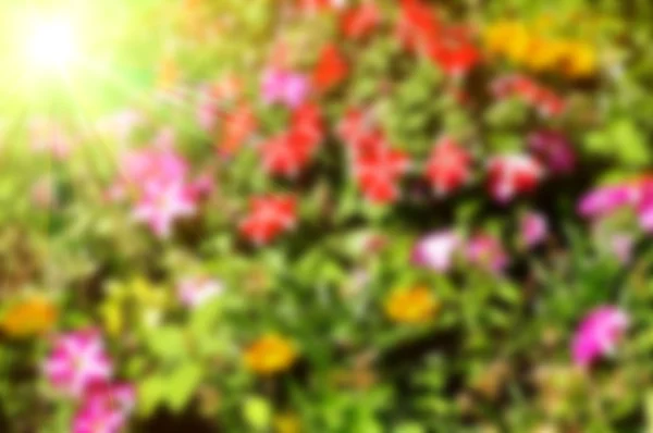 抽象的なぼやけた色鮮やかな花 — ストック写真