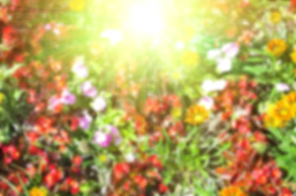 Abstract suddig färgglada blommor — Stockfoto