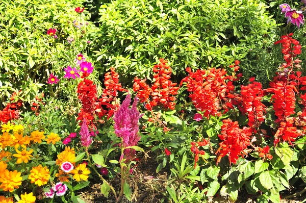 Achtergrond van kleurrijke bloemen op natuurlijke — Stockfoto