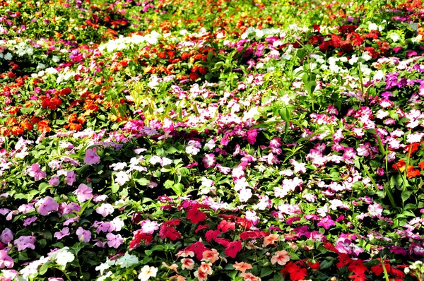 Achtergrond van kleurrijke bloemen op natuurlijke — Stockfoto