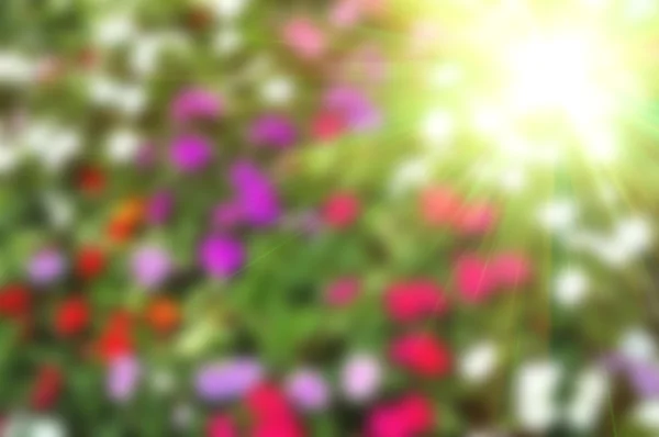 Resumen borroso colorido floral — Foto de Stock