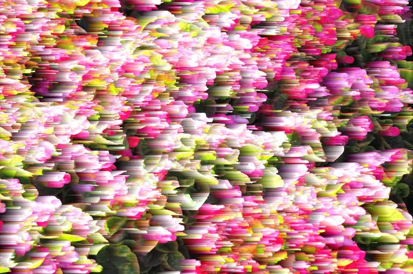 ดอกไม้สีสอดคล้อง — ภาพถ่ายสต็อก