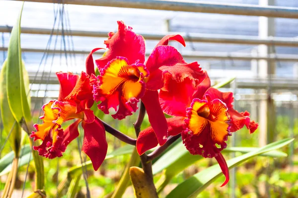 Krásné červené orchidej — Stock fotografie