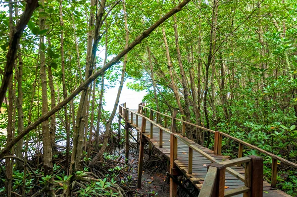 Paisagem do corredor de madeira na floresta de manguezais — Fotografia de Stock