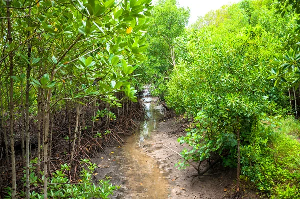 Paisaje de madera en el bosque de manglares — Foto de Stock