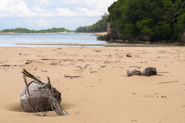 Noix de coco desséchée sur la plage — Photo