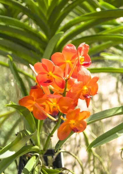 A beleza da orquídea laranja . — Fotografia de Stock