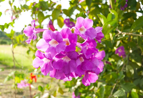 Krása růžová orchidej. — Stock fotografie