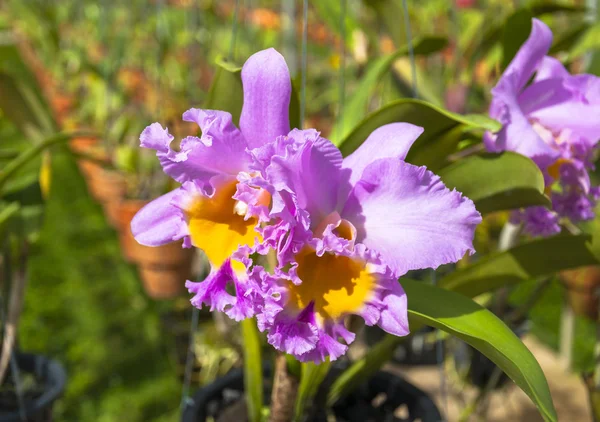 Krása růžová orchidej. — Stock fotografie