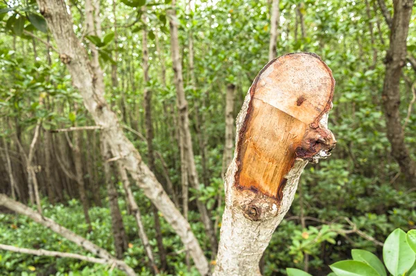 Árvores de mangue são cortadas — Fotografia de Stock