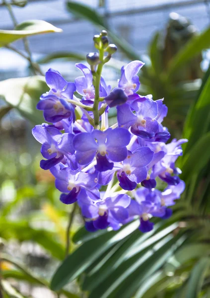 Krása fialové orchideje. — Stock fotografie