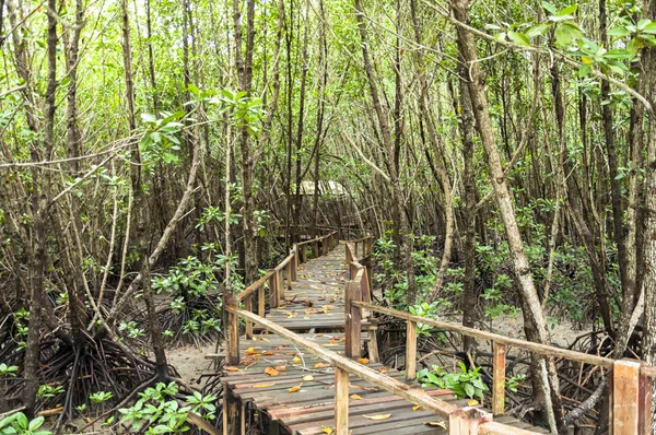 Gang van de houten bij mangrove forest — Stockfoto