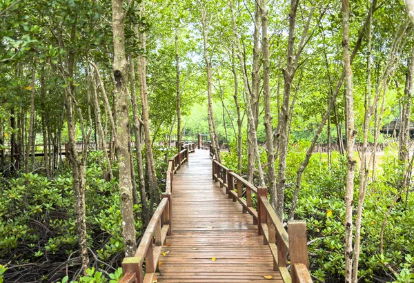 Gang van de houten bij mangrove forest — Stockfoto