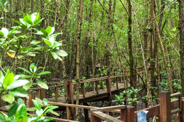 Mangrov orman ahşap koridor peyzaj