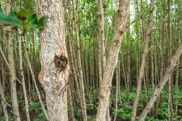 Paisagem de madeira na floresta de manguezal — Fotografia de Stock