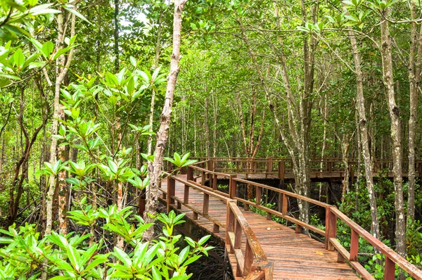 Fekvő fa folyosó a mangrove erdő — Stock Fotó