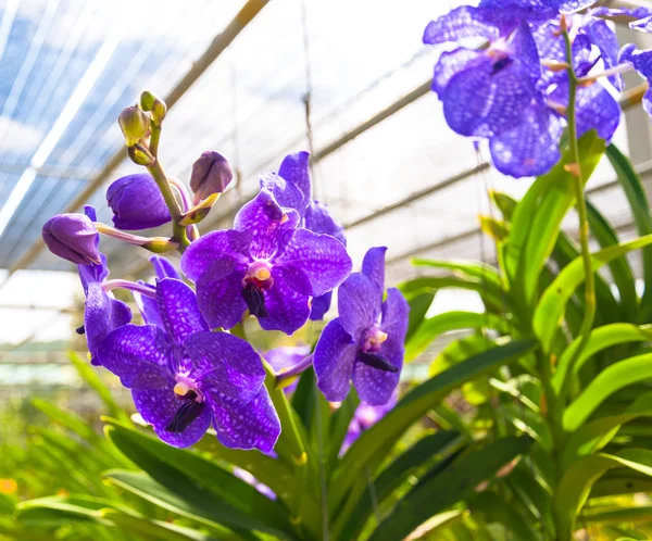 Krása fialové orchideje — Stock fotografie