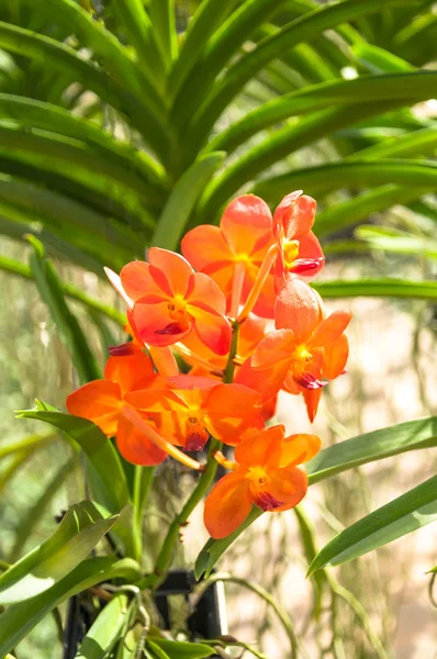 La bella di orchidea arancione — Foto Stock