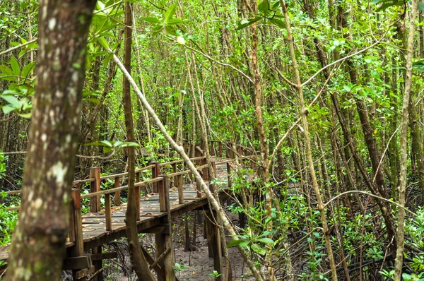 Paisagem do corredor de madeira na floresta de manguezais — Fotografia de Stock