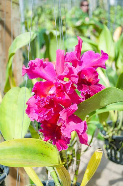 Krásná růžová orchidej — Stock fotografie