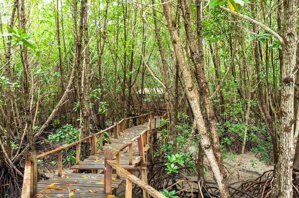 Krajina dřeva chodby v mangrovových lesů — Stock fotografie