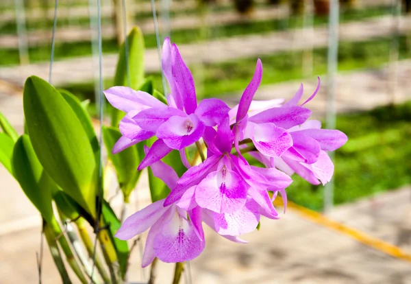 Krásná růžová orchidej — Stock fotografie