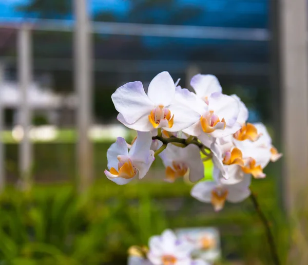 O Belo de orquídea branca — Fotografia de Stock