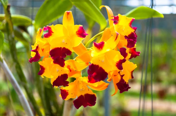 Krásné žluté orchideje — Stock fotografie