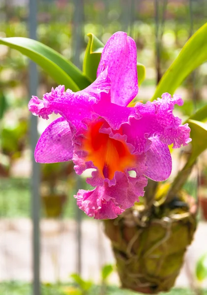 Krásná růžová orchidej — Stock fotografie