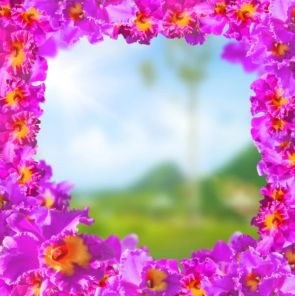 Kehys kauneus vaaleanpunainen orkideat — kuvapankkivalokuva