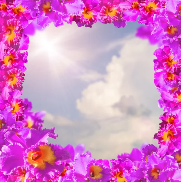 Frame of Beauty Pink Orchids — Φωτογραφία Αρχείου