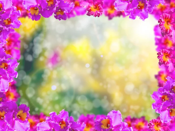 Frame of Beauty Pink Orchids — 图库照片