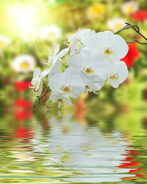 Orchidée blanche sur la surface Ondulé de l'eau et flou nature backgro — Photo