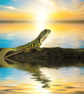 Bukalemun iguana kereste çürüme üzerinde