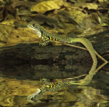 Bukalemun iguana kereste çürüme üzerinde