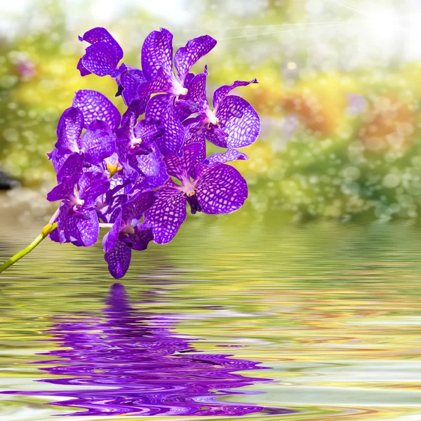 Violet fleur d'orchidée sur l'eau d'ondulation avec la nature floue colorée b — Photo