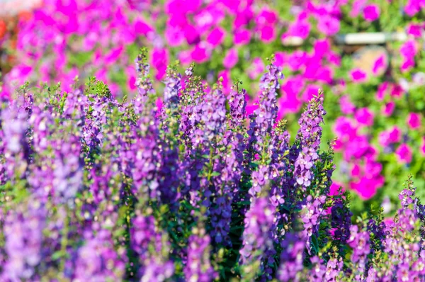 Violette lavendelbloemen — Stockfoto