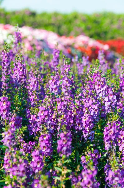 Violette lavendelbloemen — Stockfoto