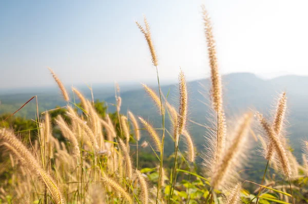 Fiori d'erba — Foto Stock