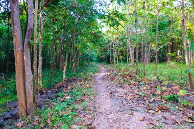 Ormandaki uzaklaşma