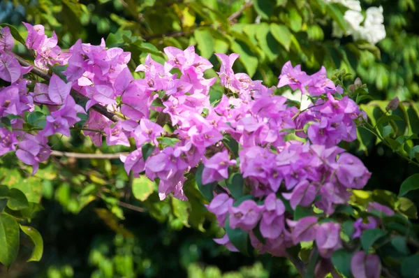 Piękno kwiatów bugenwilli — Zdjęcie stockowe