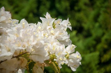 güzel Bougainvillea çiçek