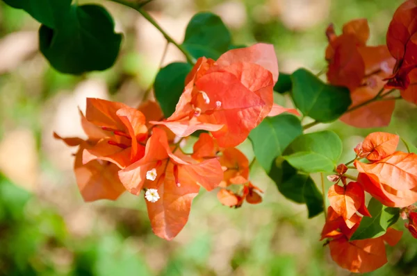 Апельсиновый цветок Бугаинвиллеа — стоковое фото
