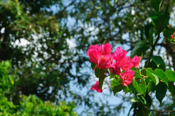 Kolorowych kwiatów bugenwilli — Zdjęcie stockowe