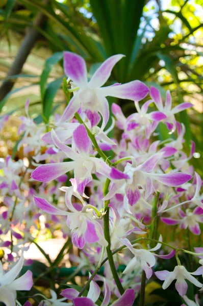 Krása orchidejí Dendrobium — Stock fotografie