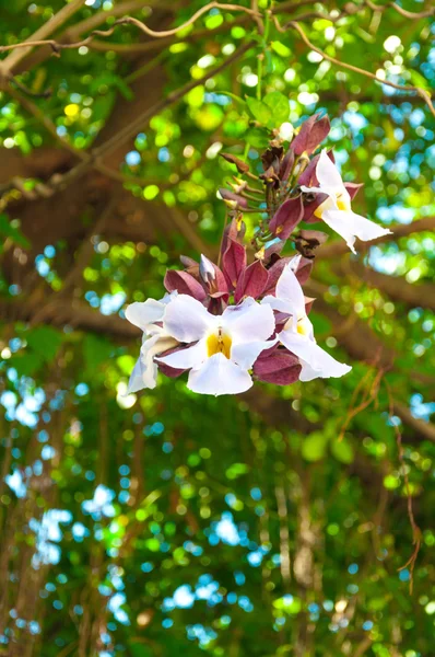 Daphné tangutica blanche — Photo