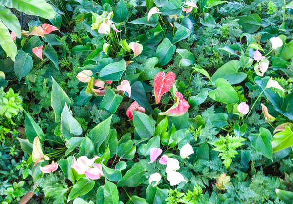 ดอกไม้แอนทูเรียมที่มีสีสัน — ภาพถ่ายสต็อก