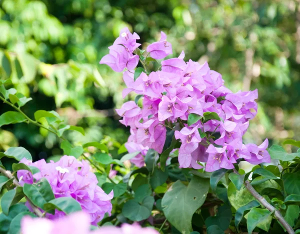 Gyönyörű rózsaszín Bougainvillea virág — Stock Fotó