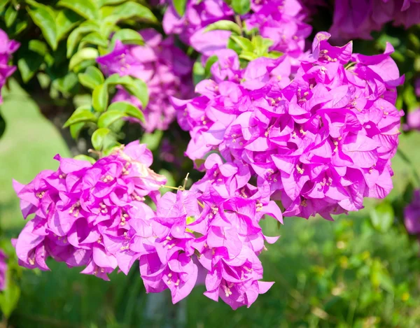 Piękny kwiat różowy Bougainvillea — Zdjęcie stockowe