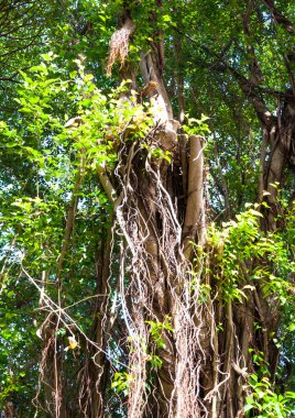 Hint inciri ağacı dalları